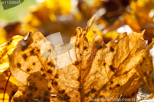 Image of leaves in autumn park