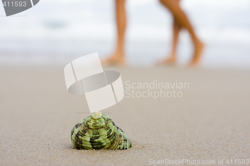 Image of Shell on beach