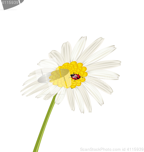 Image of Closeup camomile flower with ladybug isolated on white backgroun