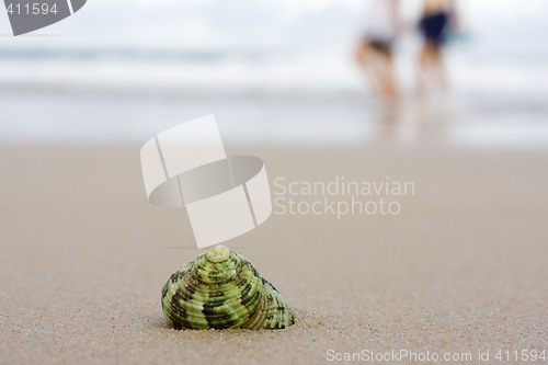 Image of Shell on beach