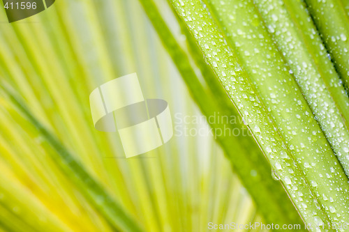 Image of Drops of water on leaf of a palmtree