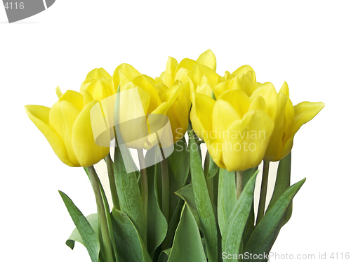 Image of Tulips