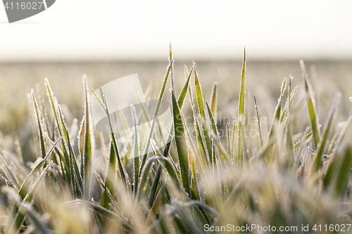 Image of young grass plants, close-up