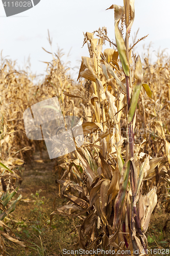 Image of yellowed ripe corn