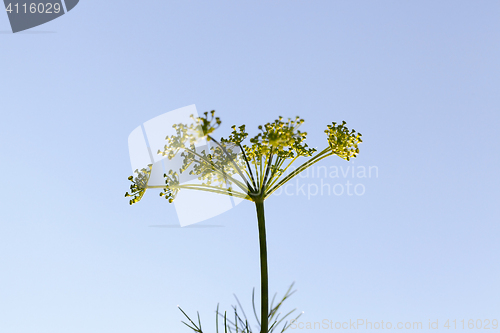 Image of green umbrella dill