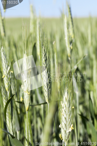 Image of Field with cereal