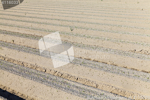 Image of furrows in the field