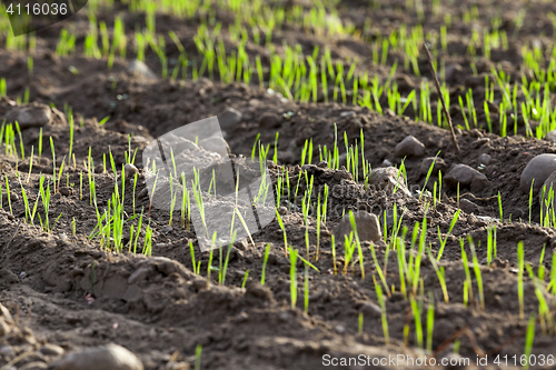 Image of young grass plants, close-up