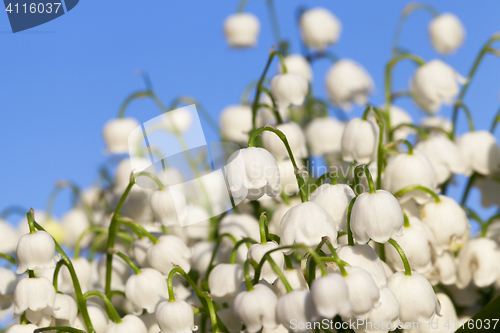 Image of Forest lily of the valley close-up