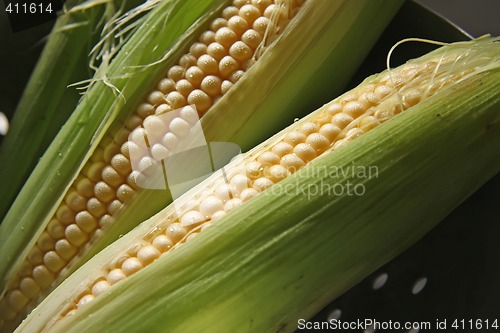 Image of Fresh ears of corn