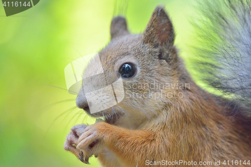 Image of Squirrel close-up