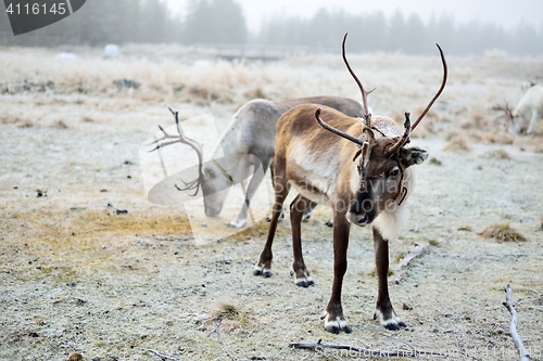 Image of Reindeer grazing