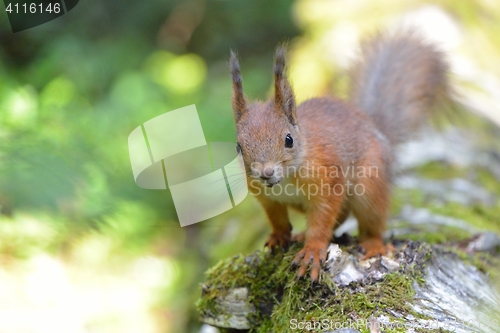 Image of Squirrel close-up