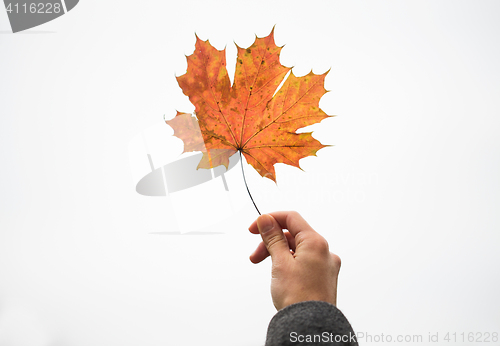 Image of close up of woman hands with autumn maple leaves