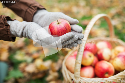 Image of woman with basket of apples at autumn garden