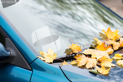 Image of close up of car wiper with autumn leaves