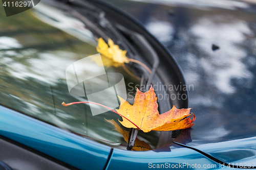 Image of close up of car wiper with autumn leaves