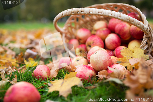 Image of wicker basket of ripe red apples at autumn garden