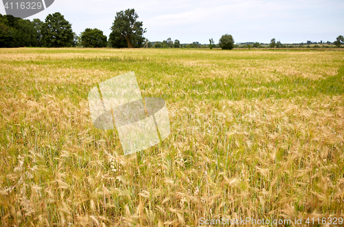 Image of cereal field with spikelets of ripe rye or wheat