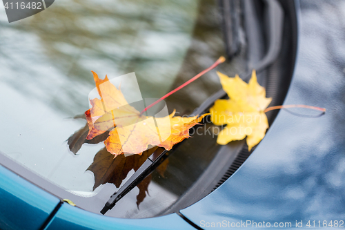 Image of close up of car wiper with autumn leaves