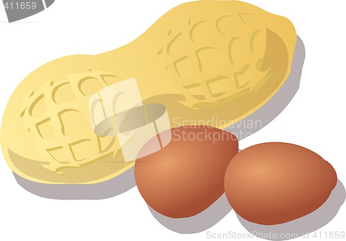 Image of Peanut illustration