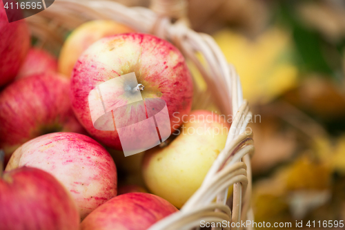 Image of wicker basket of ripe red apples at autumn garden