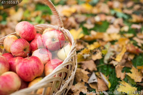 Image of wicker basket of ripe red apples at autumn garden