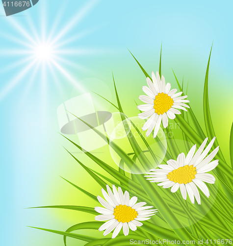 Image of Summer nature background with daisy, grass, blue sky, sunny rays