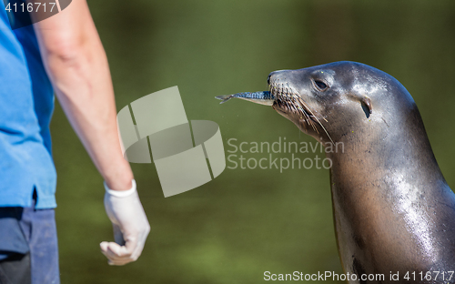 Image of Adult sealion being treated - Selective focus on hand