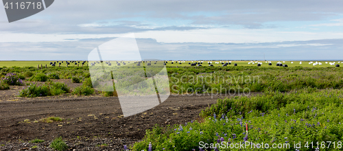 Image of Hay bales sealed with plastic wrap