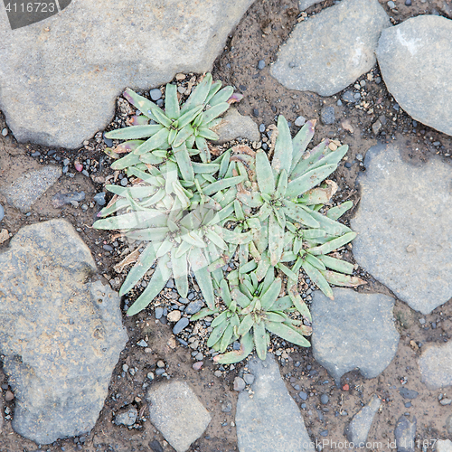 Image of Plant growing on black sand - Iceland