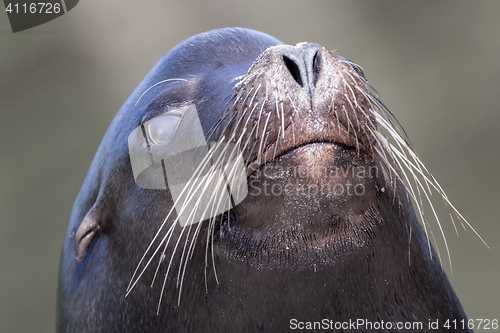 Image of Sea lion closeup