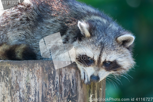 Image of Adult racoon on a tree