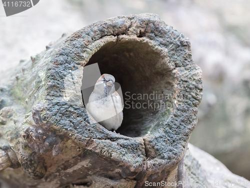 Image of Sparrow in a hollow tree