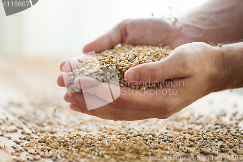 Image of male farmers hands holding malt or cereal grains