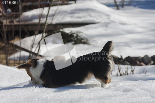 Image of puppy playing in snow