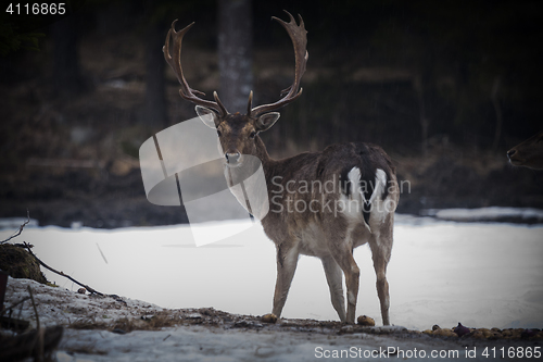 Image of fallow deer