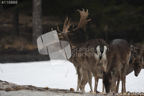 Image of fallow deer