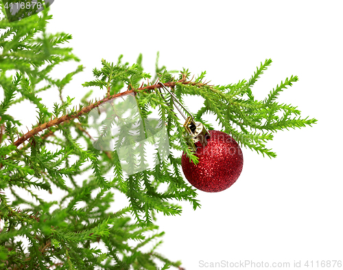 Image of Branch of decorative home pine tree with red Christmas-tree ball