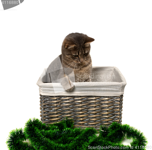 Image of Gray cat sitting in wicker basket and looking down on Christmas 