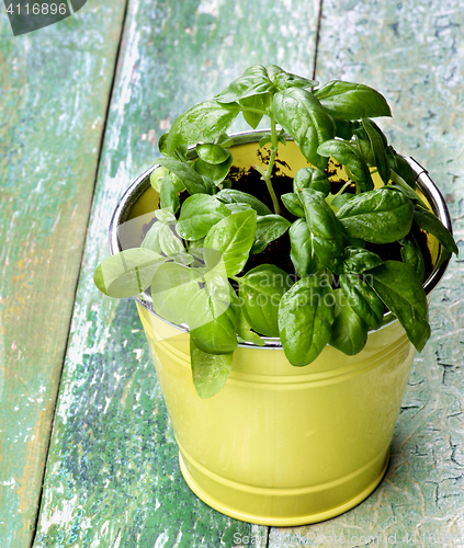 Image of Fresh Green Basil