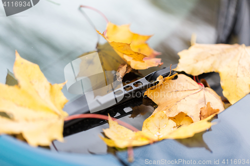 Image of close up of car wiper with autumn leaves