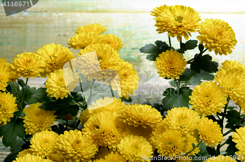 Image of Yellow Chrysanthemum Bunch