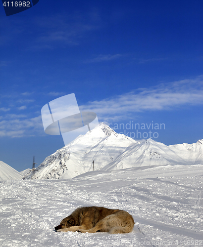 Image of Dog sleeping on ski slope