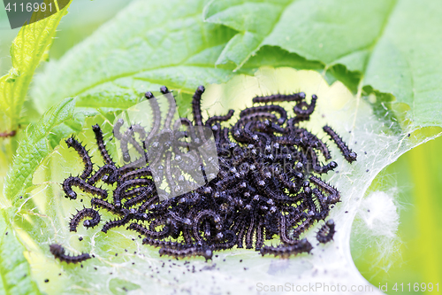 Image of Black caterpillar in a web of.