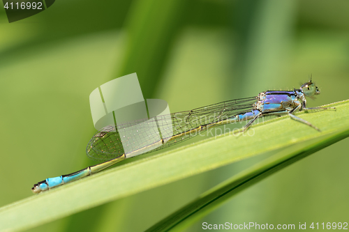 Image of Blue dragonfly on green background.