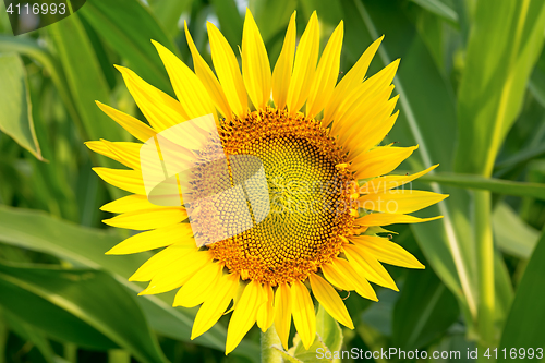 Image of Sunflower on a green background.