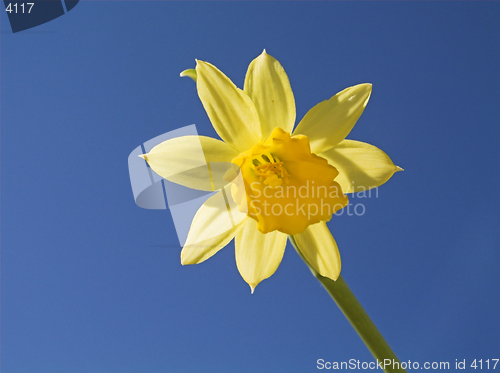 Image of Yellow Flower