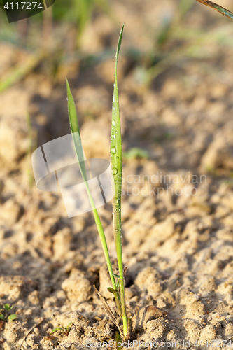 Image of young grass plants, close-up