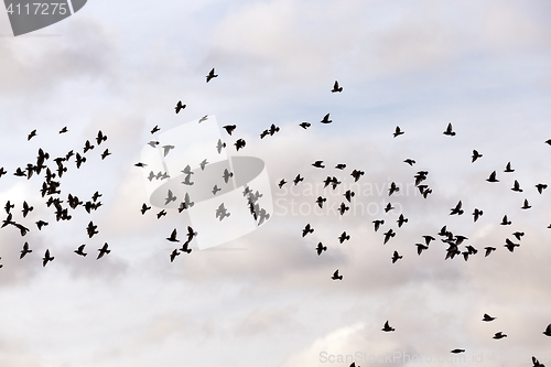 Image of birds flying in the sky